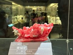 -中国地质博物馆