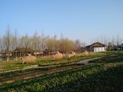 -杭州湾海上花田景区