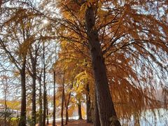 -上海海湾国家森林公园