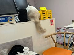 -猫咪派对(江南西店)