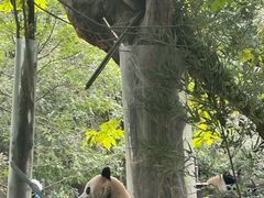 -都江堰中华大熊猫苑