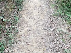 -火炉山森林公园