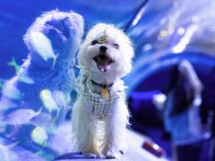 -太平洋海底世界