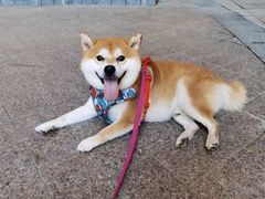 -萌宠之家·腊肠犬·马尔泰·小体犬舍