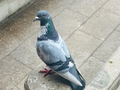 -重元寺香积厨素斋馆