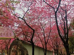 -昆明动物园