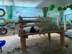 -西霞口神雕山野生动物世界