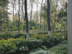 -合肥滨湖国家森林公园