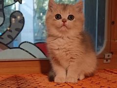 -欣宠猫屋·矮脚拿破仑·蓝金金渐层