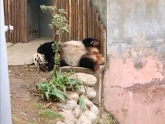 景点-成都大熊猫繁育研究基地