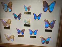 -上海昆虫博物馆