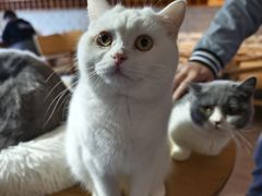 -猫咖时代(中山亭店)