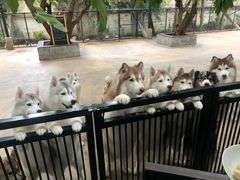 -TrueLove @ Neverland (Husky Cafe)