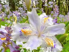 -上海滨江森林公园