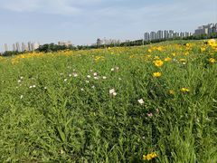 -洋湖国家湿地公园