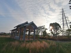 -王借岗森林公园