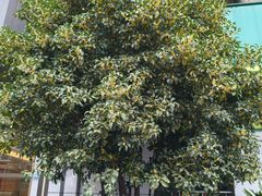 -中国邮政储蓄银行(鞍山路营业所)