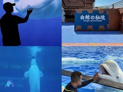 -秦皇岛乐岛海洋王国