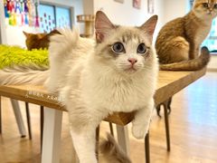 -有喵·猫咖·狗咖·30几只猫10只小狗(岗厦店)
