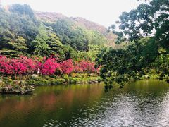 -深圳仙湖植物园