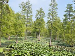 -池杉湖湿地公园