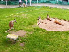 -西霞口神雕山野生动物世界