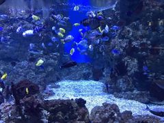 -烟台海昌鲸鲨海洋公园