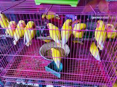 -桂林市花鸟市场