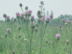-嘉北郊野公园
