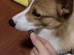 -宠福鑫康馨动物医院·骨科·眼科