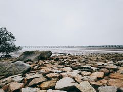 -宝安西湾红树林湿地公园