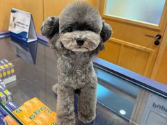 -帕帕拉兹宠物(亚洲旗舰店)