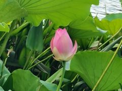 -荔湾湖公园