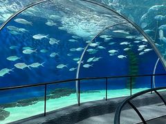 -上海海洋水族馆