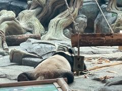 -武汉动物园