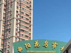 -曲阳花鸟市场(曲阳路店)