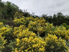 -板樟山森林公园