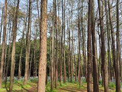 -上海共青森林公园