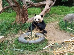 -广州长隆野生动物世界