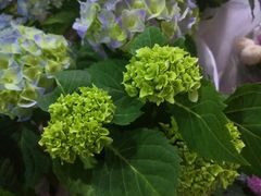 -循礼门鲜花花市(武汉循礼门店)