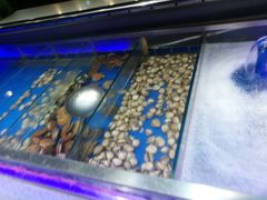-格瑞欧海鲜自助烤肉火锅(光彩店)