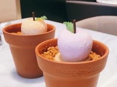 盆栽-哈根达斯(虹口店)