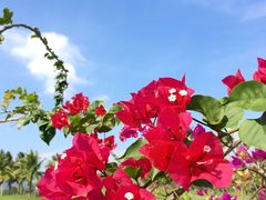 -海南鉴湖蓝湾高尔夫球会