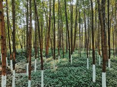 -桤木河湿地公园