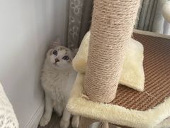 -Bastet sally猫舍购宠(静安店)