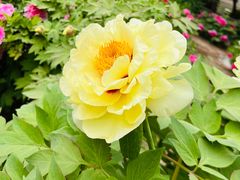 -石家庄市植物园