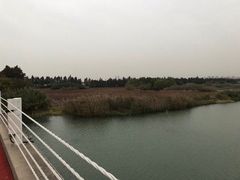 -贡湖湾湿地公园