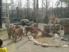 -上海野生动物园老虎餐厅