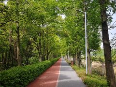 -上海长兴岛郊野公园