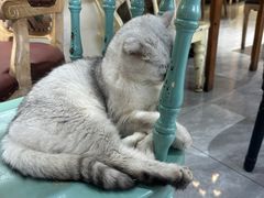 -猫小院猫主题餐厅(南锣旗舰店)